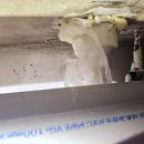 수재화장실 | 영도 빌라 누수 화장실 천장 물 샘 정밀 진단 및 방수공사로 해결했어요