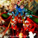 Mantis shrimp 이미지