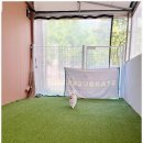 비비펫미용 이미지