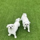 놀러오개 애견유치원 애견호텔 김해점 이미지
