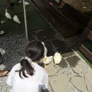 참나농장 | 어른까지 함께가기 좋은 곳! 귀여운 토끼와 오리 닭이 바글바글한 미니 동물농장 내돈내산 솔직 후기