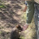 (주)뉴스마일투어 | 페더데일 동물원 찐찐 오픈런 투어 추천 ‘내돈내산’ 후기!! (+스마일 쿼카 등 각종 꿀팁, 9월 옷차림)