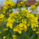 6-4 떡 제조 기능사 자격과정 이미지