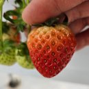 씨알농장 | 인천 딸기농장 체험 아이와 함께하는 고씨체험농원