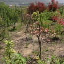 대왕농장2 이미지