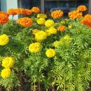 메리골드 이미지