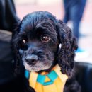 이케어센터 | [애견 동반 함께 하는 일상]- 이케아, 리빙 파워센터, 기흥 롯데 아울렛, 까몬 방문 후기