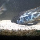 리빙스톤 이미지