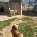 까치말진돗개농장 이미지