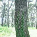 신비공원 이미지