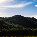 해바라기 이미지