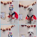 윤퍼피살롱 이미지