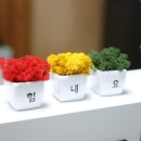 쉴가