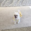 개이쁘댕 이미지