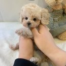 푸숑푸숑 이미지