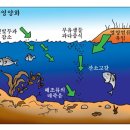 한강 등굽은 물고기? 집단폐사 돌연변이 녹조경보 기형물고기 녹조라떼 역습 이미지