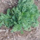 금순 농장 이미지