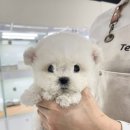 인천강아지분양 테디럽 이미지