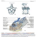 프랜치불독, 잉글리쉬불독에서의 vertebral vascular canal dysplasia의 특징과 prevalance 이미지