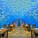 스타식당 이미지