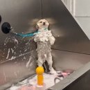 샴푸하는강아지 이미지