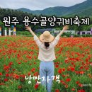 소금산농산물 | 원주 용수골 꽃 양귀비축제 19회 주차장 위치 기간 입장료 생생 후기