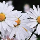 늦게 피는 꽃 이미지