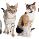 아이사랑동물병원 건강검진센터 이미지