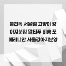 블리독 위례점 고양이강아지분양 말티푸 비숑 포메라니안 | 있는 분들만 하셨으면 하는 블리독 서울점 고양이 강아지분양 말티푸 비숑 포메라니안 서울강아지분양