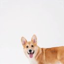 로얄동물암치료센터 이미지