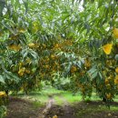 영규농장 이미지