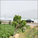 보리원농장 이미지