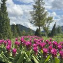 [경기 포천] 한탄강가든페스타 가을꽃축제 &amp; Y자 출렁다리 이미지