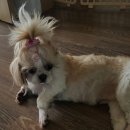 행복한동물병원 이미지