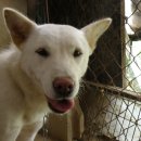 마한애견 이미지