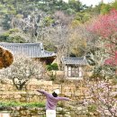 월남리 원주이씨 가옥 | 전라도 여행지 추천 강진 백운동원림 정원 대나무숲 홍매화 전시관