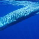 대왕오징어의 천적...최대의 이빨고래..향유고래 이미지