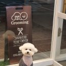 제이앤제이애견 이미지