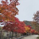 CU 안양석수중앙점 | 안양 서울대수목원 가을나들이 58년만에 개방된 비밀의 숲 후기