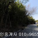 곡성군 석곡면 당월리 대지545제곱,매2천,전남토지매매,곡성토지매매 이미지