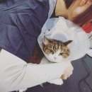 잔다냥 성남점 이미지