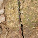 쇠무릎Achyranthes bidentata var. japonica Miq. ﻿ 이미지
