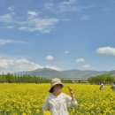 대저생태공원 입구 맞은편(대저1동 2314-1) | 부산 대저생태공원 유채꽃 실시간 개화현황, 지금 가도 괜찮을까?