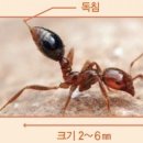불개미 이미지