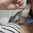 티엘알 이미지