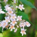 아마빌리스 이미지