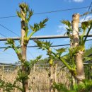 보성농장 이미지