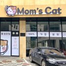 김포고양이분양 맘스캣 이미지