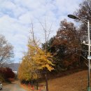 독립기념관 단풍나무숲길(2025.11.16) 이미지