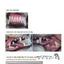 공덕 건강한 동물병원 | 검진 결과: 에디슨 증후군 의심 소견, 소형견 건강관리의 중요성! (feat. 공덕 깨비 동물병원 솔직 후기)